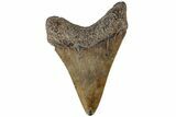 Serrated, Juvenile Megalodon Tooth - South Carolina #196081-1